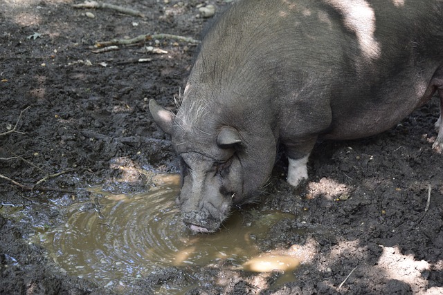 哦？佛罗伦萨总监：我们绝对不能降级